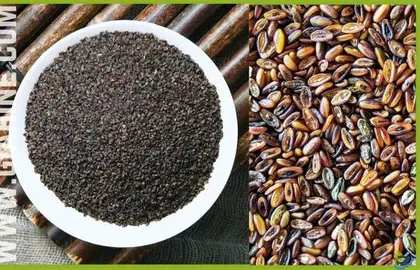 بذر بارهنگ (اسفرزه) صادراتی + خرید عمده Plantago Seed ایرانی